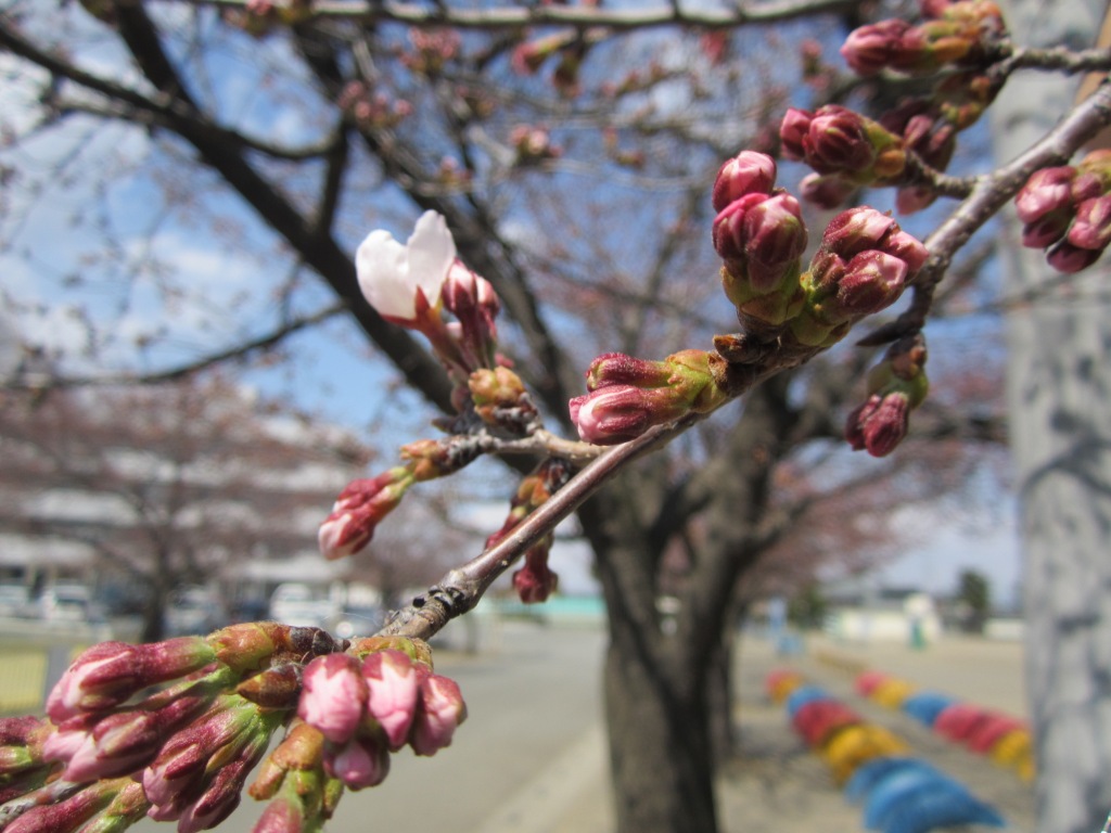 桜の開花２